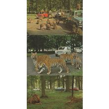 Woburn Wildlife Park Tigers & Traffic 3x 1970s Postcard s