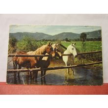 PONIES. AT THE WATERHOLE, used vintage postcard 1967? pm =