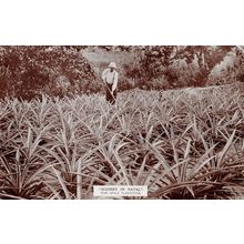 Scenery In Natal Fine Apple Plantation South Africa Old RPC Postcard