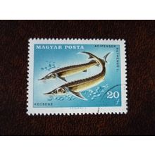 Hungary 1967 14th Int Anglers Fed Congress 20fi Sterlet used stamp SG2296 fish