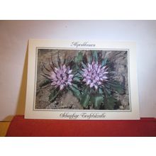 TUFTED HORNED RAMPION, PHYSOPLEXIS COMOSA, FLOWERS..used postcard dated 1992 =