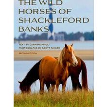 Wild Horses of Shackleford Banks