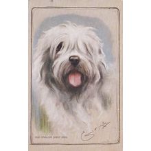 ED54 OLD ENGLISH SHEEP DOG