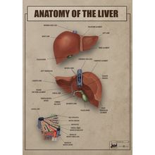liver1 Art Gallery Poster Canvas Print Wall Decoration A0 A1 A2 A3 A4 A5 A6