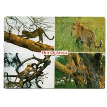 Postcard Out of Africa multiview of leopards in trees stalking sleeping 1991