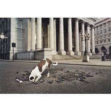 Dog Digging IN TARMAC Bone Roadside Hole UNIQUE London Photo Agency Art Postcard