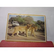 LIONESSES, KRUGER NATIONAL PARK, SOUTH AFRICA used postcard 1973 stamp =