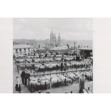 Truro Cornwall Cattle Market in 1950 Award Photo Postcard