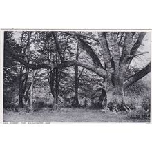 ED 404 NEW FOREST - THE KNIGHTWOOD OAK. PRINTED POSTCARD
