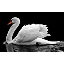 swan 3-x Poster Canvas Movie Film Print A0 A1 A2 A3 A4 A5 A6 Art Wall Decoration