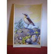 WHEATEAR by Winifred Austen unused postcard by Valentine art bird series #
