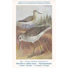 Common Greenshank Tringa Nebularia Bird Antique Rare Postcard