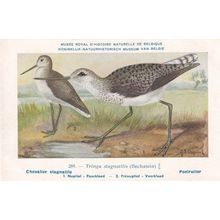 Marsh Sandpiper Tringa Stagnatilis Bird Antique Rare Postcard