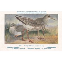 Common Redshank Tringa Totanus Bird Antique Rare Postcard