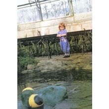 Sea Creature At Duthie Winter Gardens Aberdeen Scottish Postcard