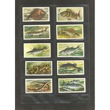 Brooke Bond Original Vintage Full Set of 50 Tea Cards Freshwater Fish 1961