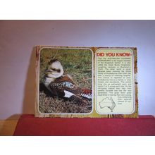AUSTRALIAN LAUGHING KOOKABURRA birds, AUSTRALIA used postcard 1982 pm =