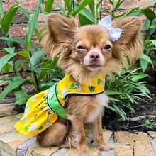Ladybugs and Daisies Dog Dress with Matching Leash Small