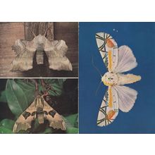 Poplar Hawk Moth Lime Tropical Moths 2x Museum Postcard s
