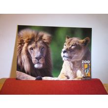 AFRICAN LIONS, NEWQUAY ZOO, CORNWALL. unused postcard =