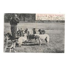 Postcard Turkey Salut de Constantinople stray dogs 1906 French Levant stamp