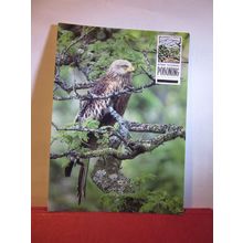 RED KITE, STOP ILLEGAL POISONING unused postcard Dept. of Enviroment =