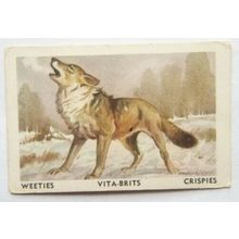 Australian Vitabrits Weeties Animals of World 42 Wolf