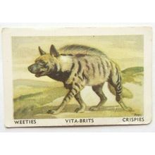 Australian Vitabrits Weeties Animals of World 41 Hyaena