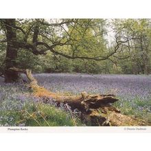 Knaresborough Plumpton Rocks Huge Crocodile Looking Large Branch Postcard