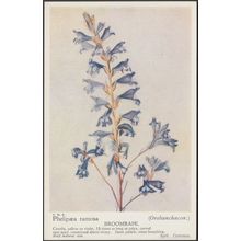 Broomrape - Phelpæa Ramosa - Orobanchaceæ, c.1940s - Postcard