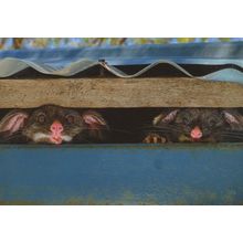 Peeking Possums Australian Wildlife Award Photo Postcard