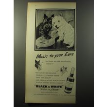 1953 Black & White Scotch Ad - Music to your ears