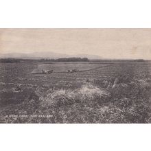 A Good Crop New Zealand WW1 Farming Postcard