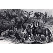 GROUP OF AFRICAN ANTELOPES 1894 Gustav Heinrich Mützel VICTORIAN ENGRAVING