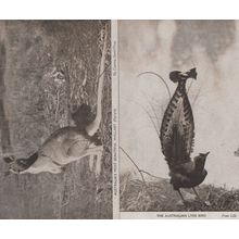 The Australia Lyre Bird Most Beautiful Wallaby 2x Old Postcard s