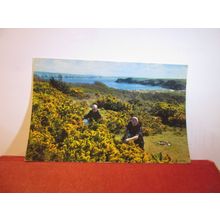 MONKS,, CALDEY ISLAND, TENBY, PEMBROKESHIRE used postcard 1981 pm =