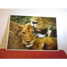 LIONESS AND CUB, SOUTH AFRICA used postcard =