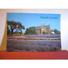LAVENDER, at HEACHAM, NORFOLK. used postcard by J. Salmon 1991 pm =