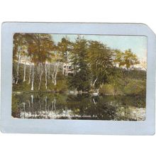 Rhode Island Lincoln Beechnut Trees On Banks Of Moshassuck River~642