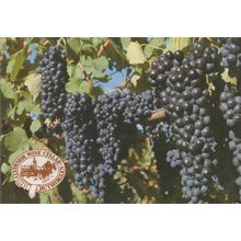Grapes at Seppelts Rutherglen Wine Winery Australian Postcard