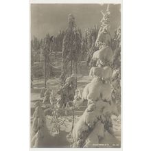 Norway Winter Snow in forest early 20th C. unused RPPC Mittet No. 136