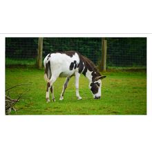 Graceful Grazing donkey A3 White