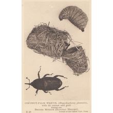 Coconut Palm Weevil Cocoon Grub British Natural History Museum Antique Postcard