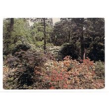JUBILEE HILL, EXBURY GARDENS,SOUTHAMPTON. unused postcard J.Arthur Dixon =