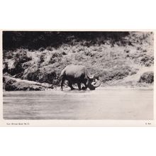 Rhinoceros Hunting East Africa Game Nairobi Real Photo Postcard