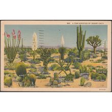 A Few Varieties of Desert Cacti, 1939 - Western Publishing & Novelty Co Postcard