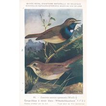 Luscinia Svecica Bluethroat Bird Antique Rare Postcard
