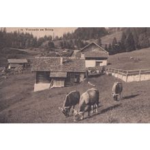 Viehweide Am Brunig Switerland Swiss Old Postcard