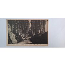 A ROW OF CRYPTOMERIAS, NIKKO. 1933 - 1945 (126)