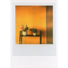 Flower Pot On Orange Painted Wall Hall Table Glowing Analog Photo Postcard